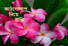 কাঠগোলাপ নিয়ে উক্তি