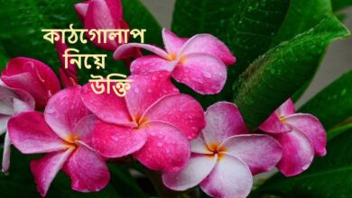 কাঠগোলাপ নিয়ে উক্তি