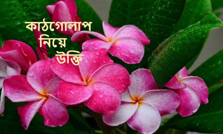 কাঠগোলাপ নিয়ে উক্তি