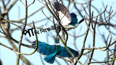 পাখি নিয়ে উক্তি