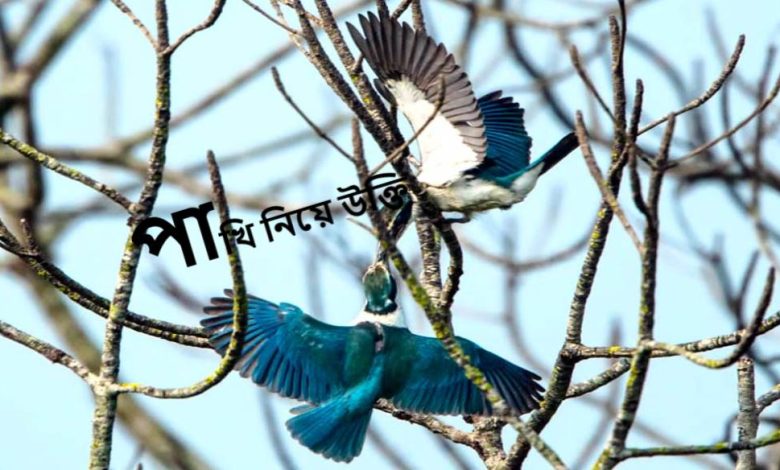 পাখি নিয়ে উক্তি