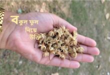 বকুল ফুল নিয়ে উক্তি