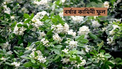 বর্ষার কামিনী ফুল