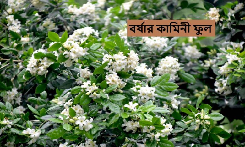 বর্ষার কামিনী ফুল
