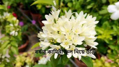বর্ষার কামিনী ফুল নিয়ে উক্তি