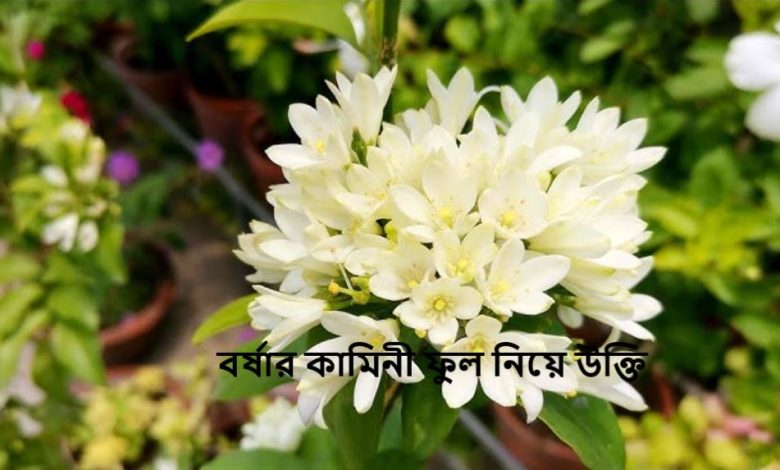 বর্ষার কামিনী ফুল নিয়ে উক্তি