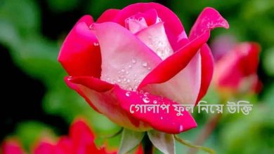 গোলাপ ফুল নিয়ে উক্তি
