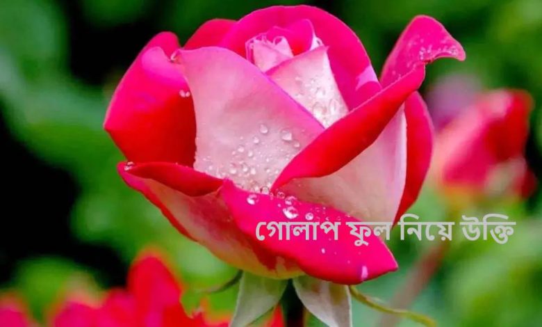 গোলাপ ফুল নিয়ে উক্তি