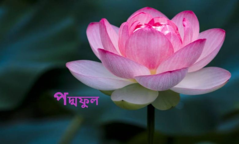 পদ্মফুল নিয়ে ছন্দ, কবিতা ও গান