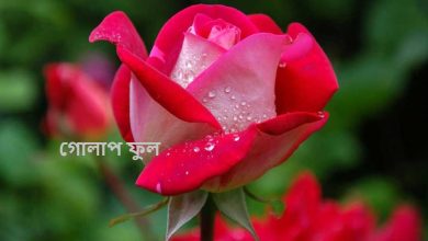 ৩০০+ গোলাপ ফুল নিয়ে সুন্দর কিছু স্ট্যাটাস, ছন্দ, কবিতা ও গান
