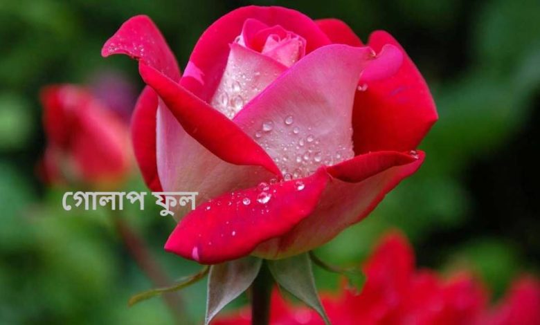 ৩০০+ গোলাপ ফুল নিয়ে সুন্দর কিছু স্ট্যাটাস, ছন্দ, কবিতা ও গান